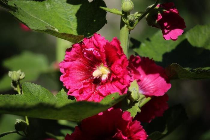 蜀葵如何种植方法，蜀葵种植方法和时间