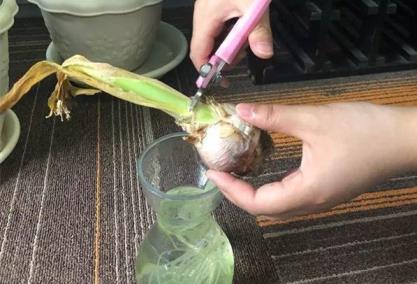 风信子开完花怎么处理，详解风信子花期后的养护