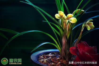 兰花种植方法是什么，栽种兰花的注意事项