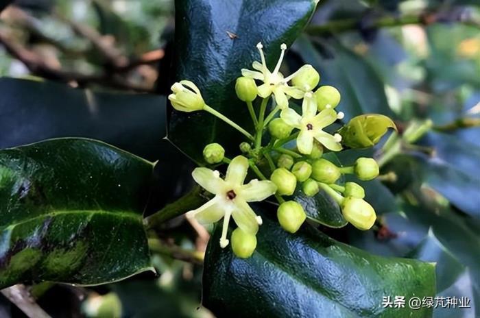 桂花树种子怎么种，桂花树种子育苗方法讲解