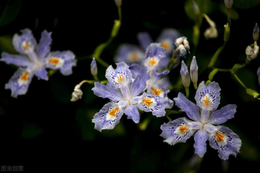 蝴蝶花花语是什么意思，有关蝴蝶花的象征意义