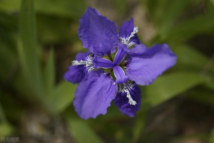 蝴蝶花花语是什么意思，有关蝴蝶花的象征意义