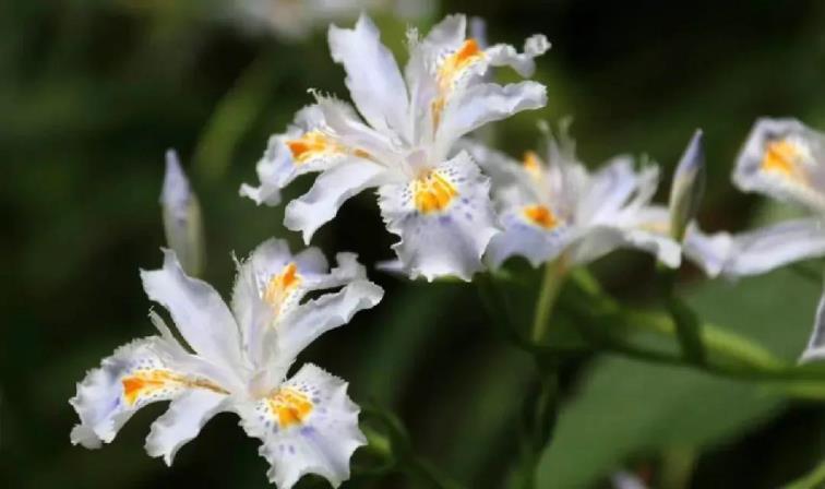 蝴蝶花花语是什么意思，有关蝴蝶花的象征意义