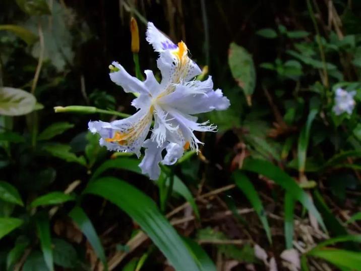 蝴蝶花花语是什么意思，有关蝴蝶花的象征意义