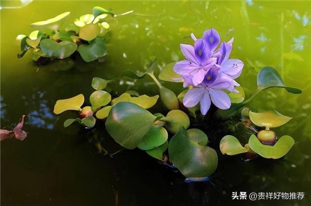 常见的水生植物有哪些，可长期水养的植物大全