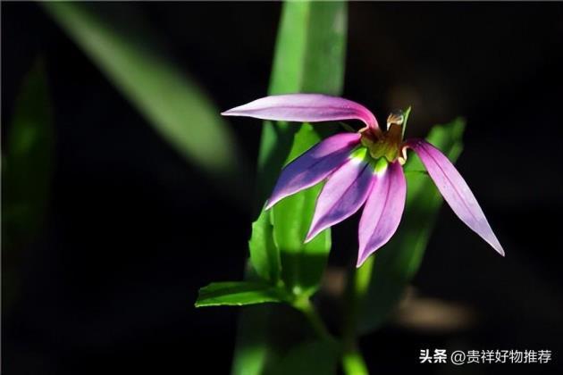 常见的水生植物有哪些，可长期水养的植物大全