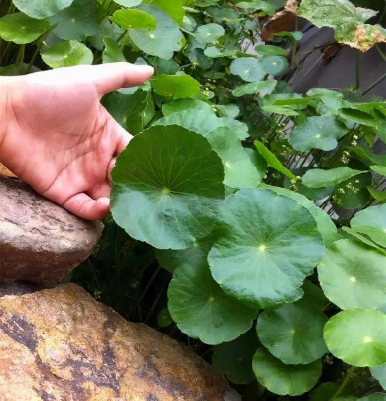 铜钱草怎么养才对，有关铜钱草的种植方法