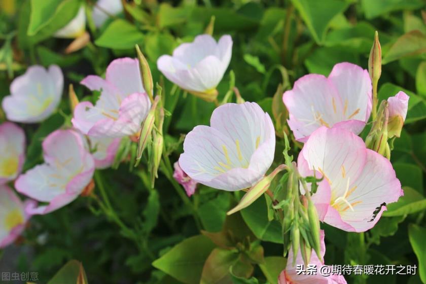 月见草花语是什么，了解月见草的寓意及象征