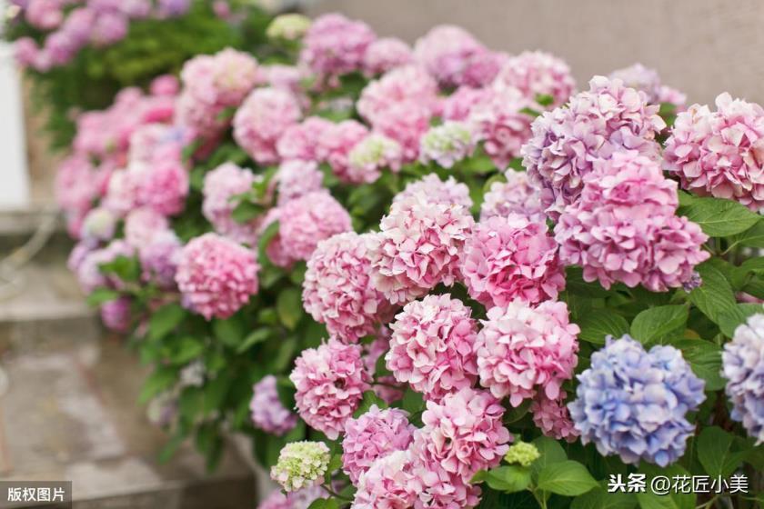 绣球花的花期是什么时候，有关绣球的开花时间