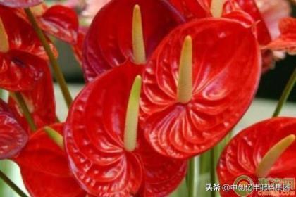 火鹤花怎么养最好，养护火鹤花的管理要点