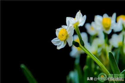 水仙花怎么养殖方法，有关水仙花的栽培技术