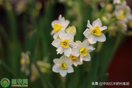 水仙花怎么养殖方法，有关水仙花的栽培技术