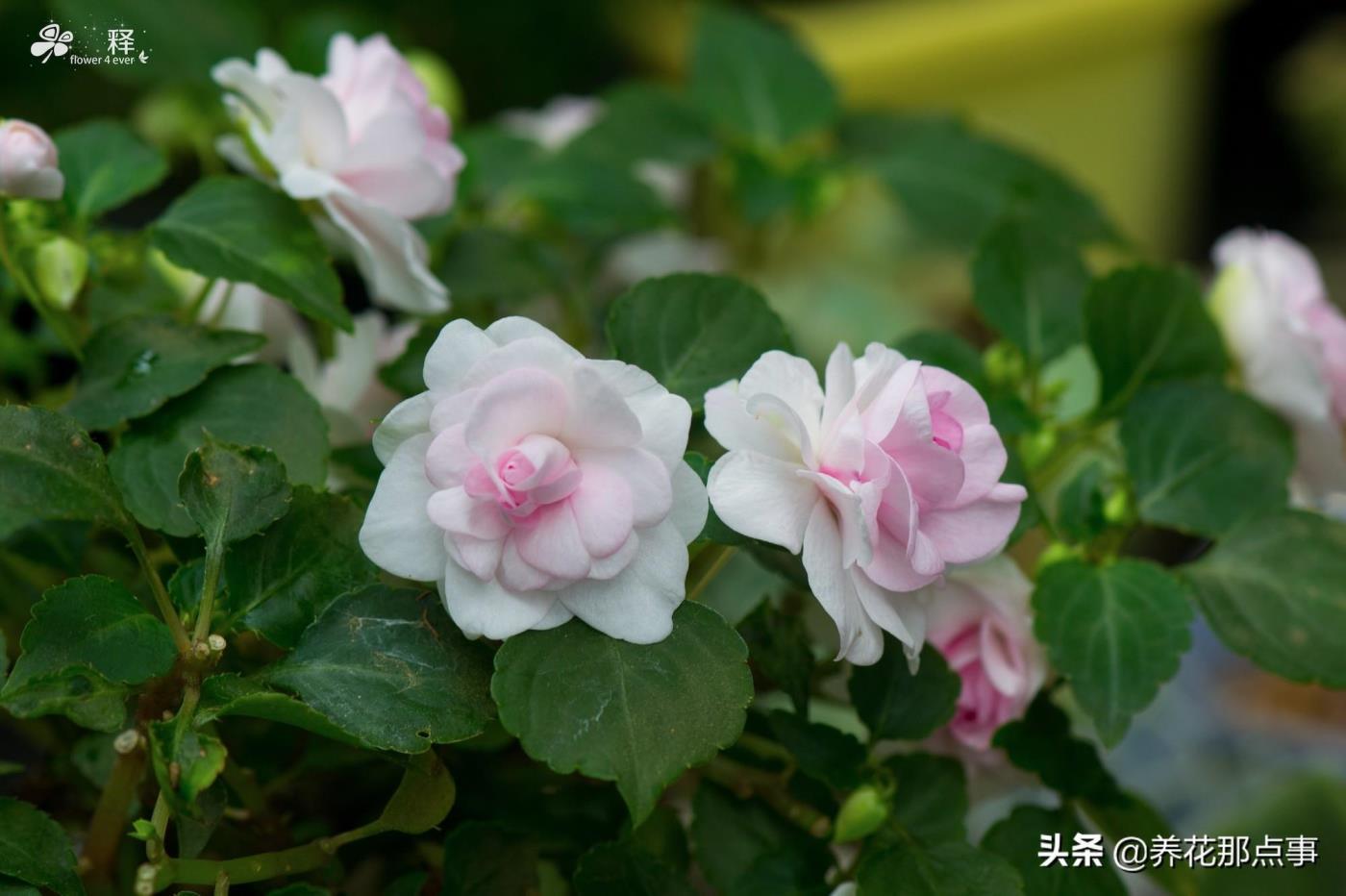 多年生草本植物是什么意思，有关草本植物的特点介绍