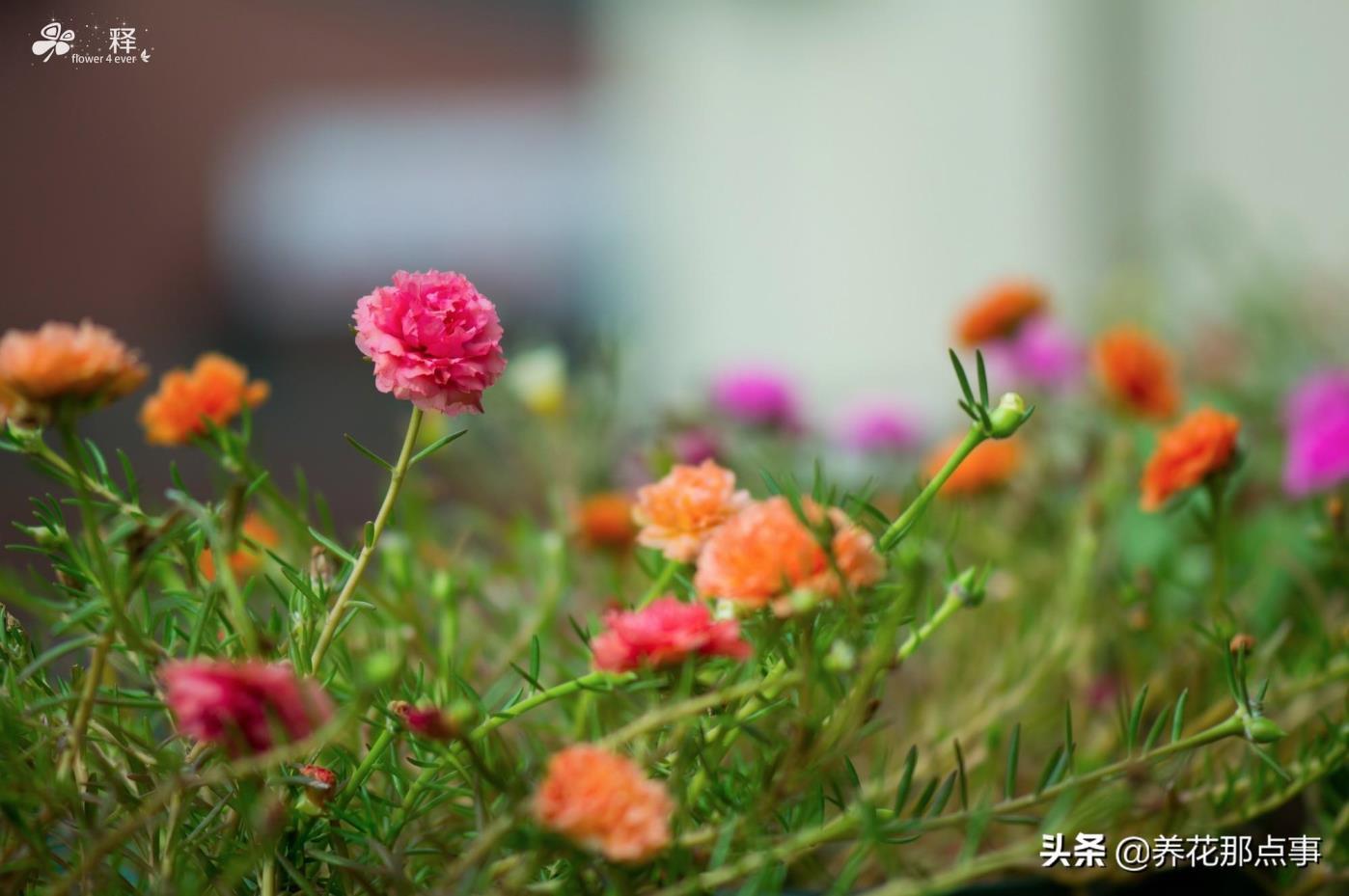 多年生草本植物是什么意思，有关草本植物的特点介绍