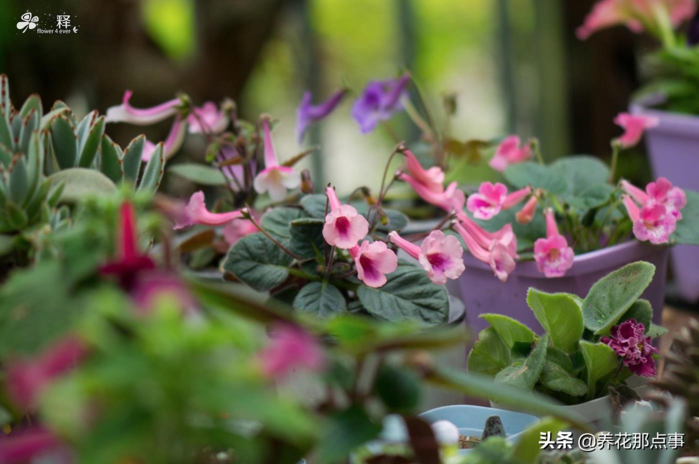 多年生草本植物是什么意思，有关草本植物的特点介绍