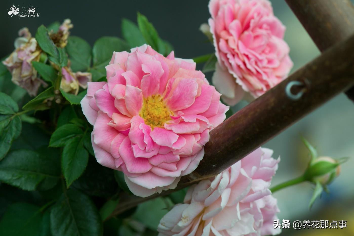 多年生草本植物是什么意思，有关草本植物的特点介绍