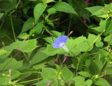 牵牛花什么季节开花，了解牵牛花的特点