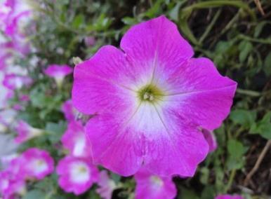 牵牛花什么季节开花，了解牵牛花的特点