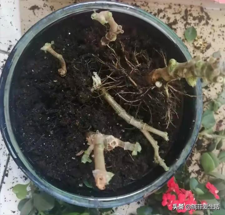 长寿花什么时候修剪最合适，了解长寿花修剪时间和方法