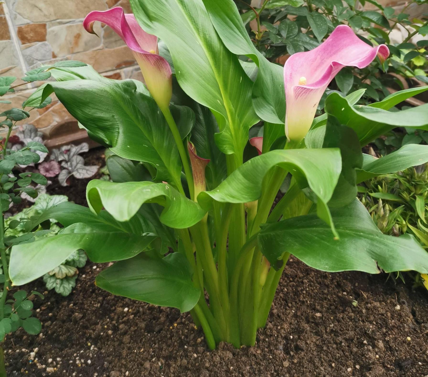 马蹄莲花的养殖方法，马蹄莲种植方法和时间