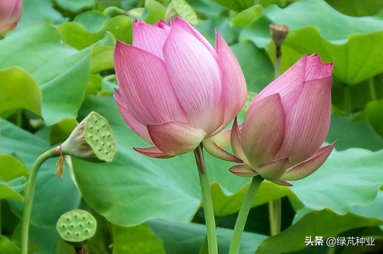 荷花的种植时间和方法是什么，养护荷花的注意事项