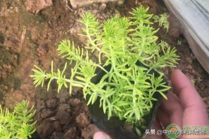 黄金佛甲草怎么养，金叶佛甲草种植条件