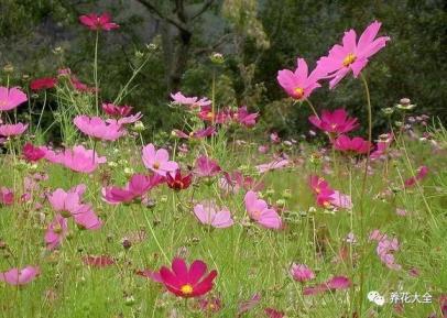 菊花的种类有哪些，菊花的常见种类介绍