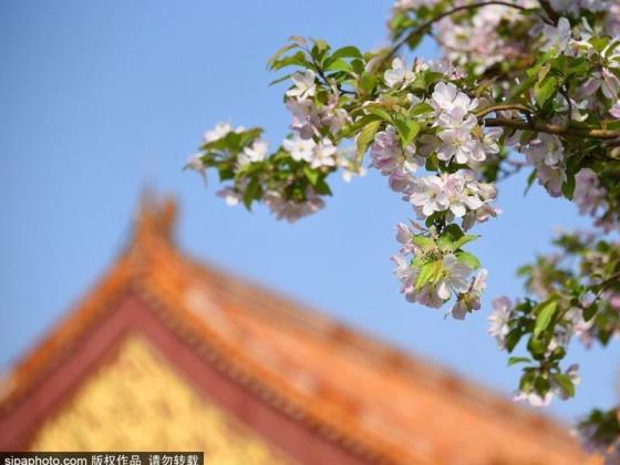 海棠花什么季节开花，描写海棠花的特点