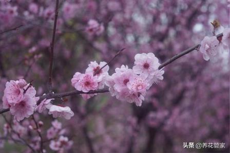 美人梅的特点有哪些，美人梅简介与讲解