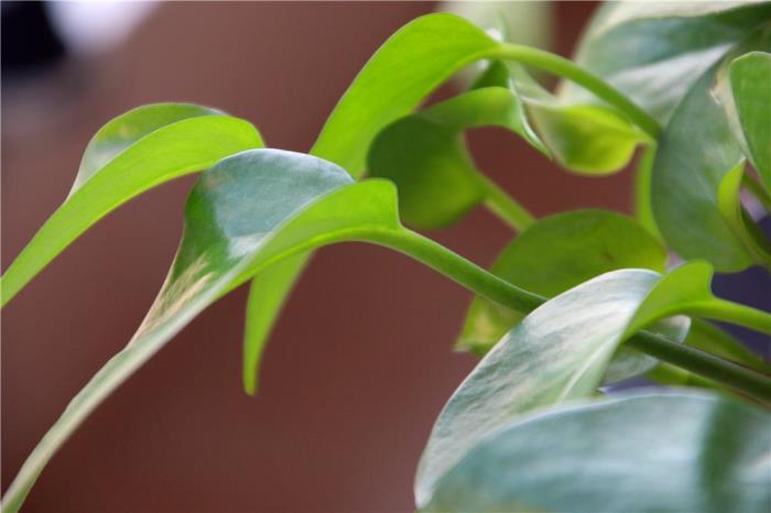 植物绿萝怎么养殖，绿萝的种植与栽培技术