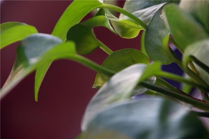 植物绿萝怎么养殖，绿萝的种植与栽培技术