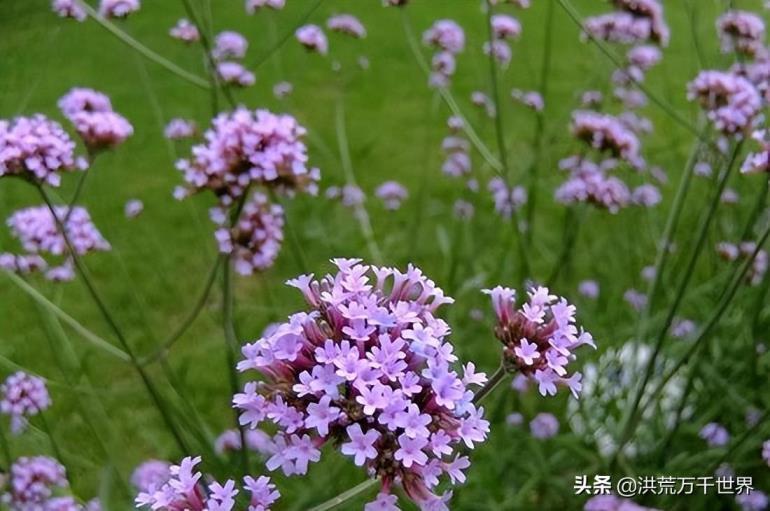 马鞭草花期是几月份，有关马鞭草的开花季节