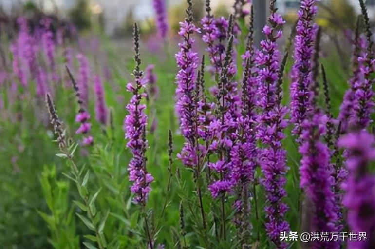 马鞭草花期是几月份，有关马鞭草的开花季节