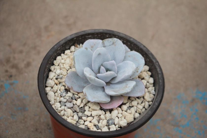 多肉植物怎么种植，多肉种植方法和注意事项