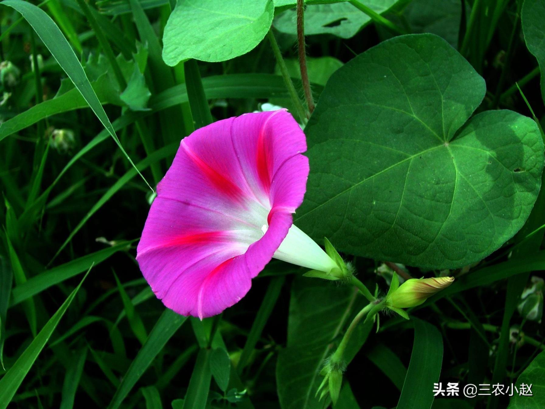 牵牛花的资料简介，有关牵牛花的特点