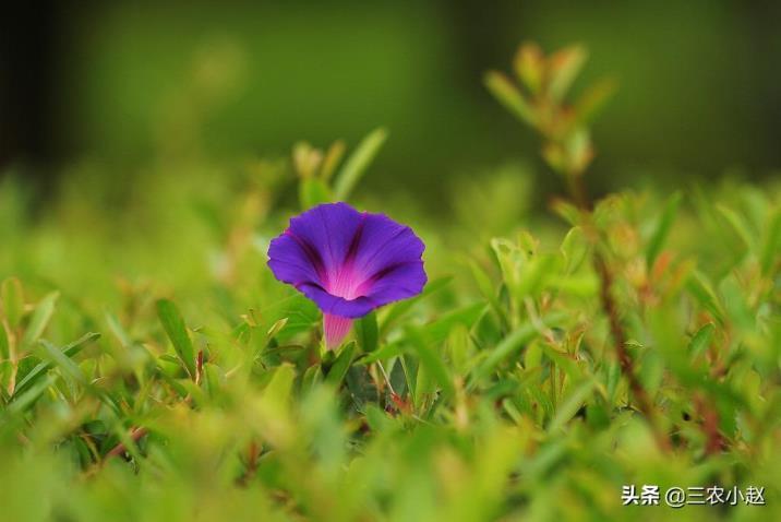 牵牛花的资料简介，有关牵牛花的特点