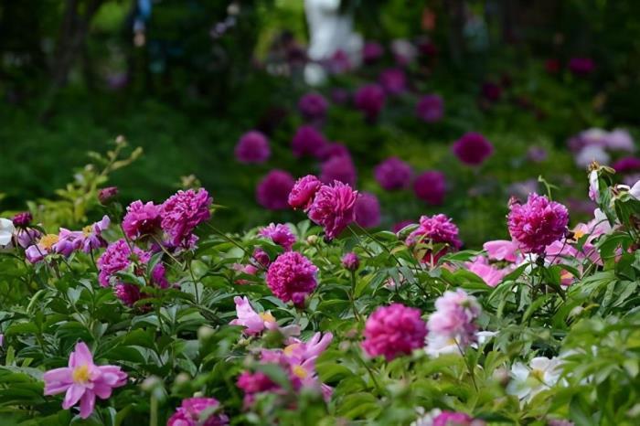 宿根花卉有哪些，常见的宿根花卉大全