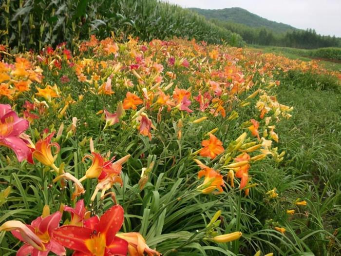 宿根花卉有哪些，常见的宿根花卉大全