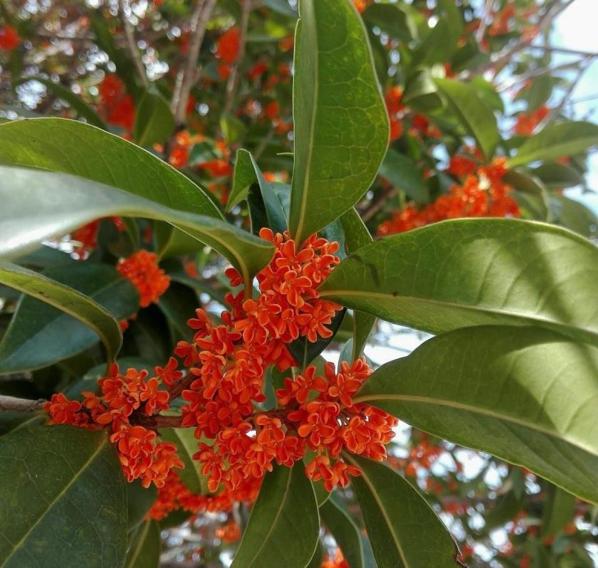 桂花为什么不开花，关于桂花的花期季节