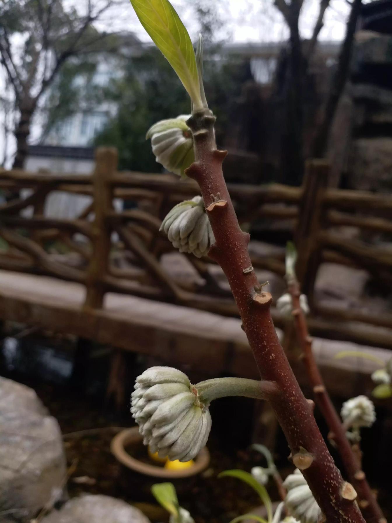 结香花的寓意和风水讲究，关于结香花的禁忌理解