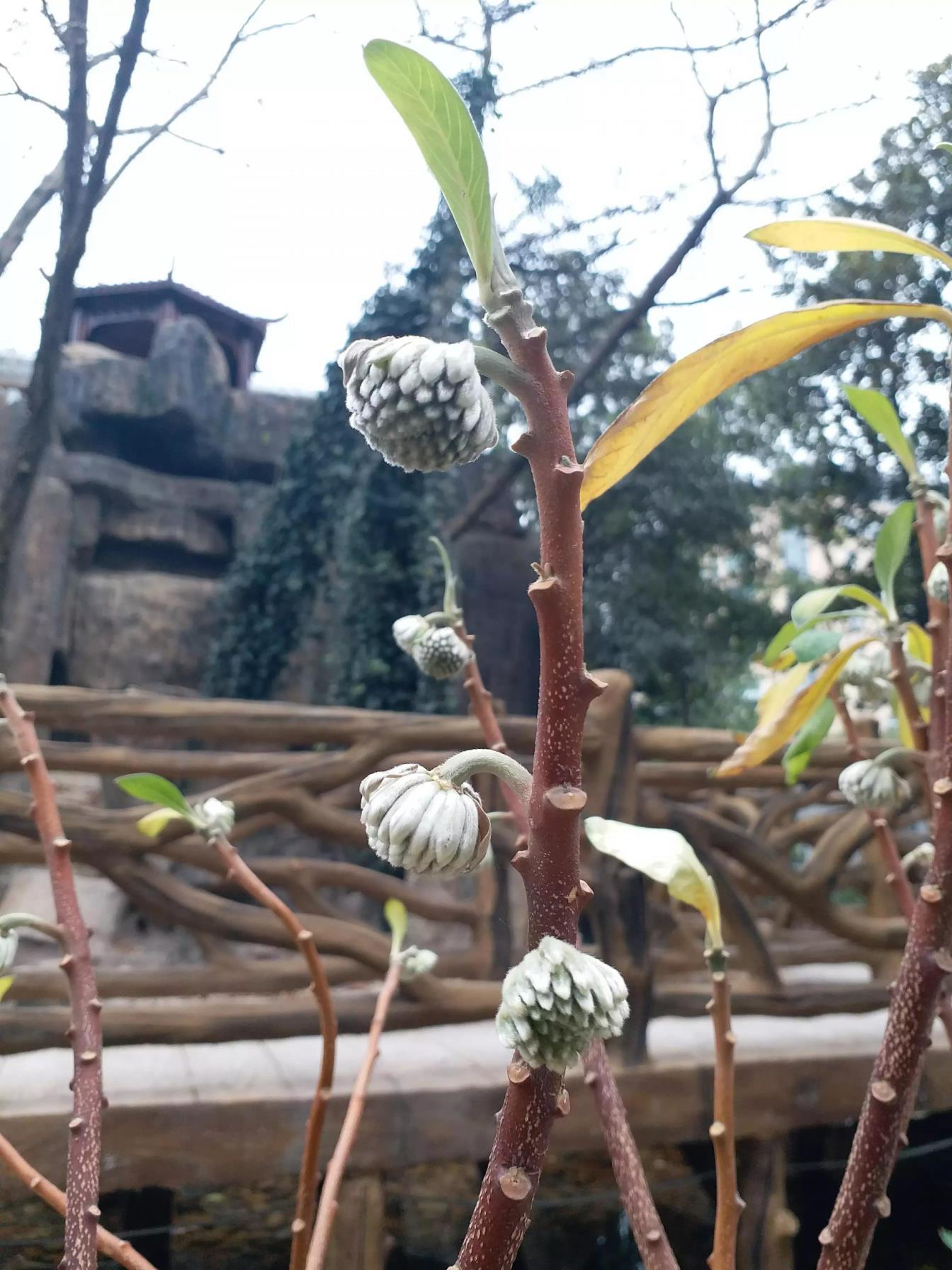 结香花的寓意和风水讲究，关于结香花的禁忌理解