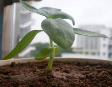 向日葵播种时间和方法，新手养护向日葵的技巧