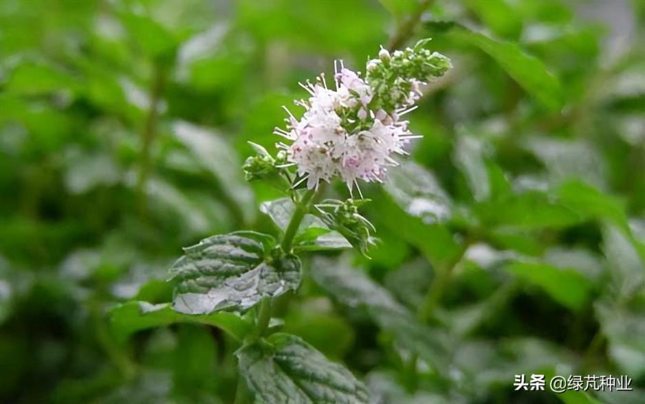 薄荷种子直接种土里面可以吗，栽种薄荷的注意事项