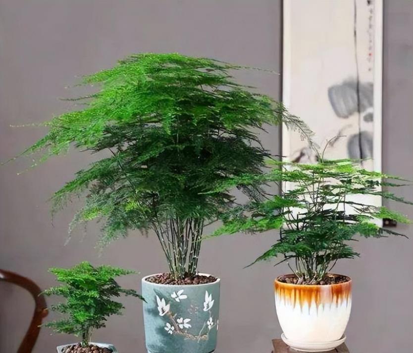 耐阴植物有哪些品种，适合客厅养的耐阴植物介绍