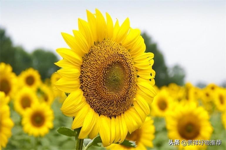 夏季有些什么花开，夏季开花的植物介绍