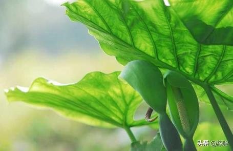 滴水观音花期是什么时候，有关滴水观音开花时间