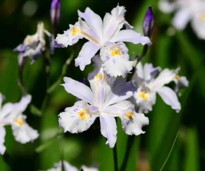 蝴蝶花的花语是什么，蝴蝶花的寓意和象征