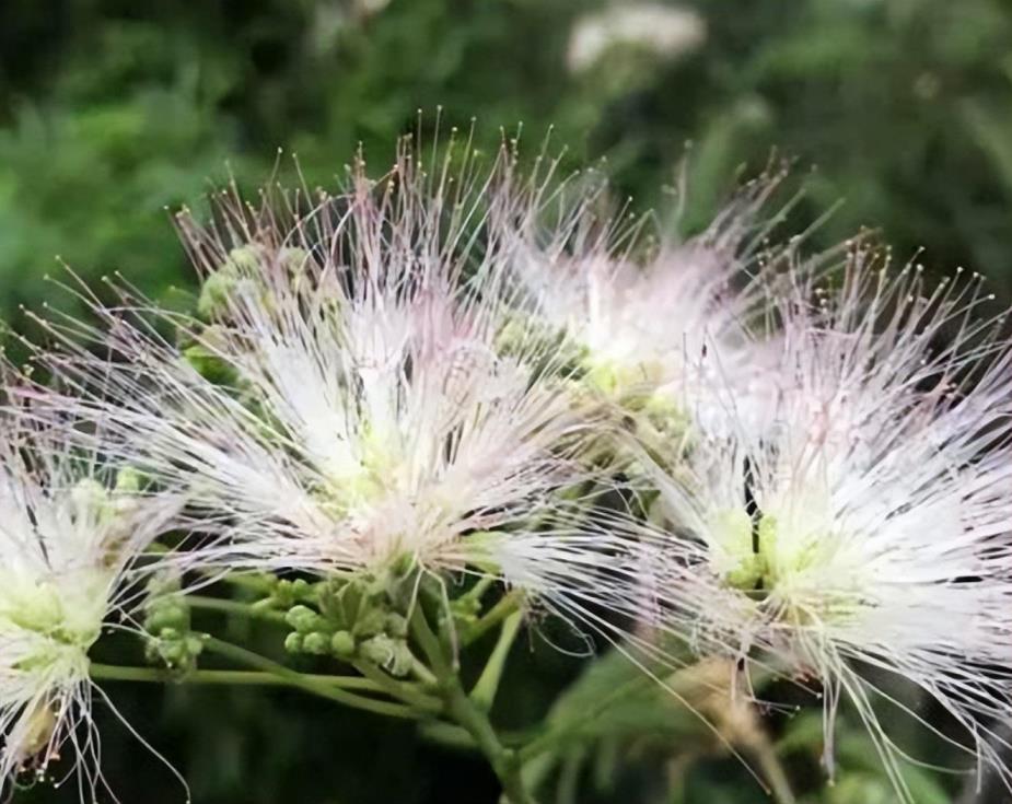 合欢种子怎么种，合欢种子的种植方法讲解