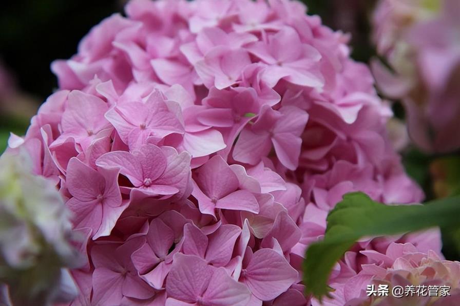 蓝色绣球花花语是什么意思，关于绣球花的含义理解