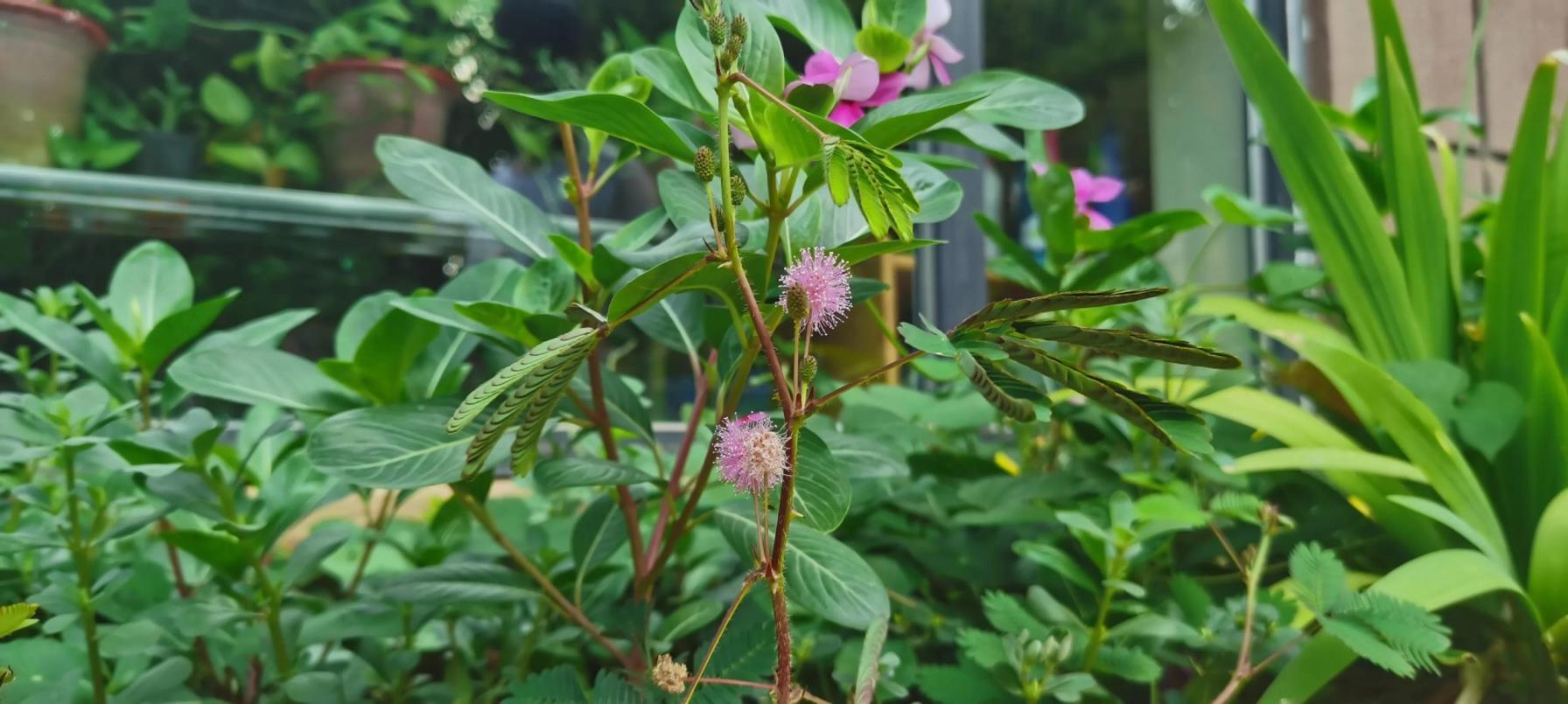 含羞草的花语是什么，含羞草的寓意和象征